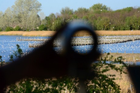 Ne etessék a vízimadarakat a Sóstón és a Csónakázó-tónál sem!